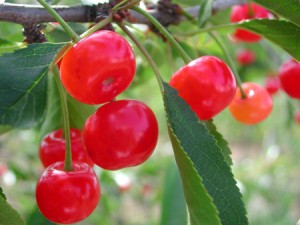 Les cerises griottes