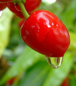 Cerise superfruit antioxydant naturel puissant
